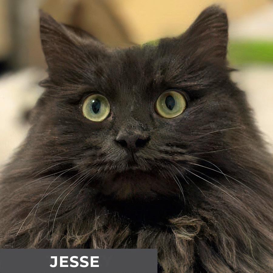 Enlarge Jesse, a ADOPTABLE Domestic Long Hair in Etobicoke, ON image 1/6