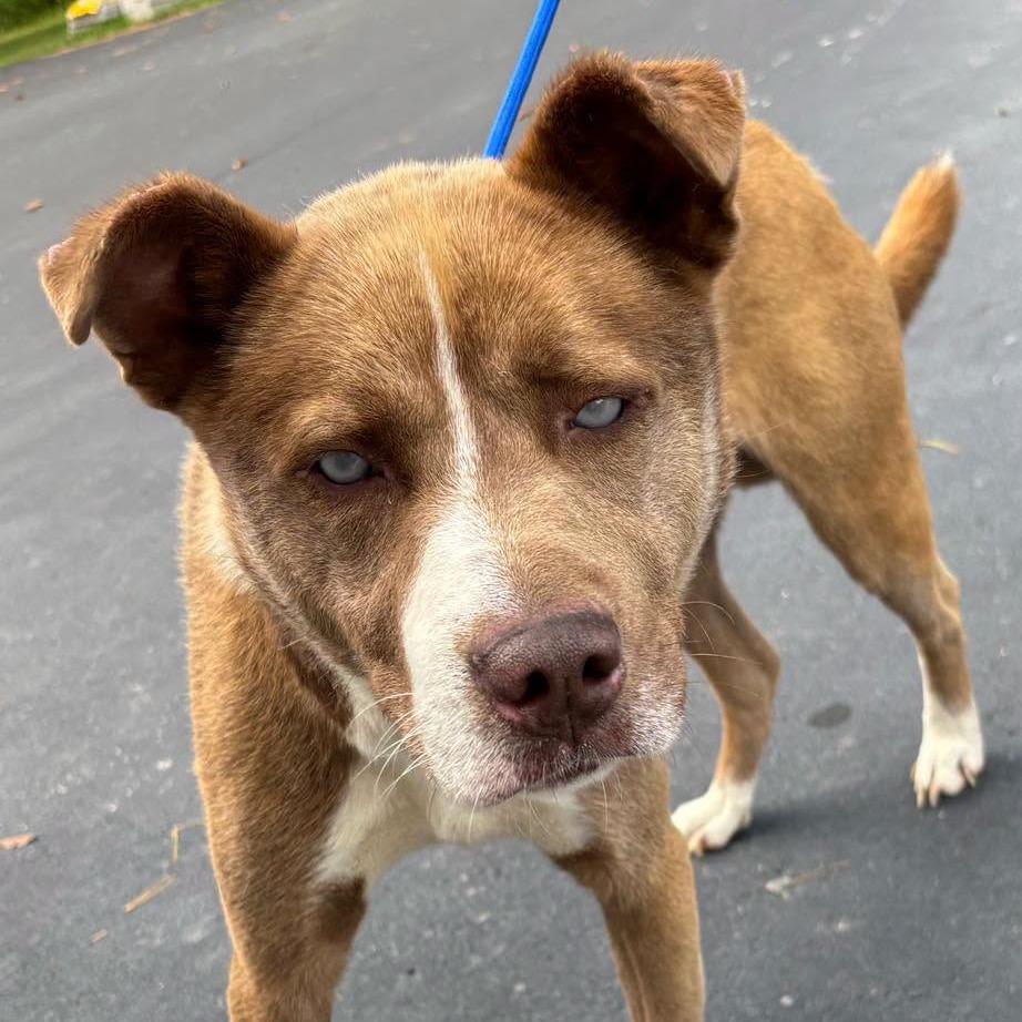 Finn 26-242, Adoptable, Senior Male Shepherd.