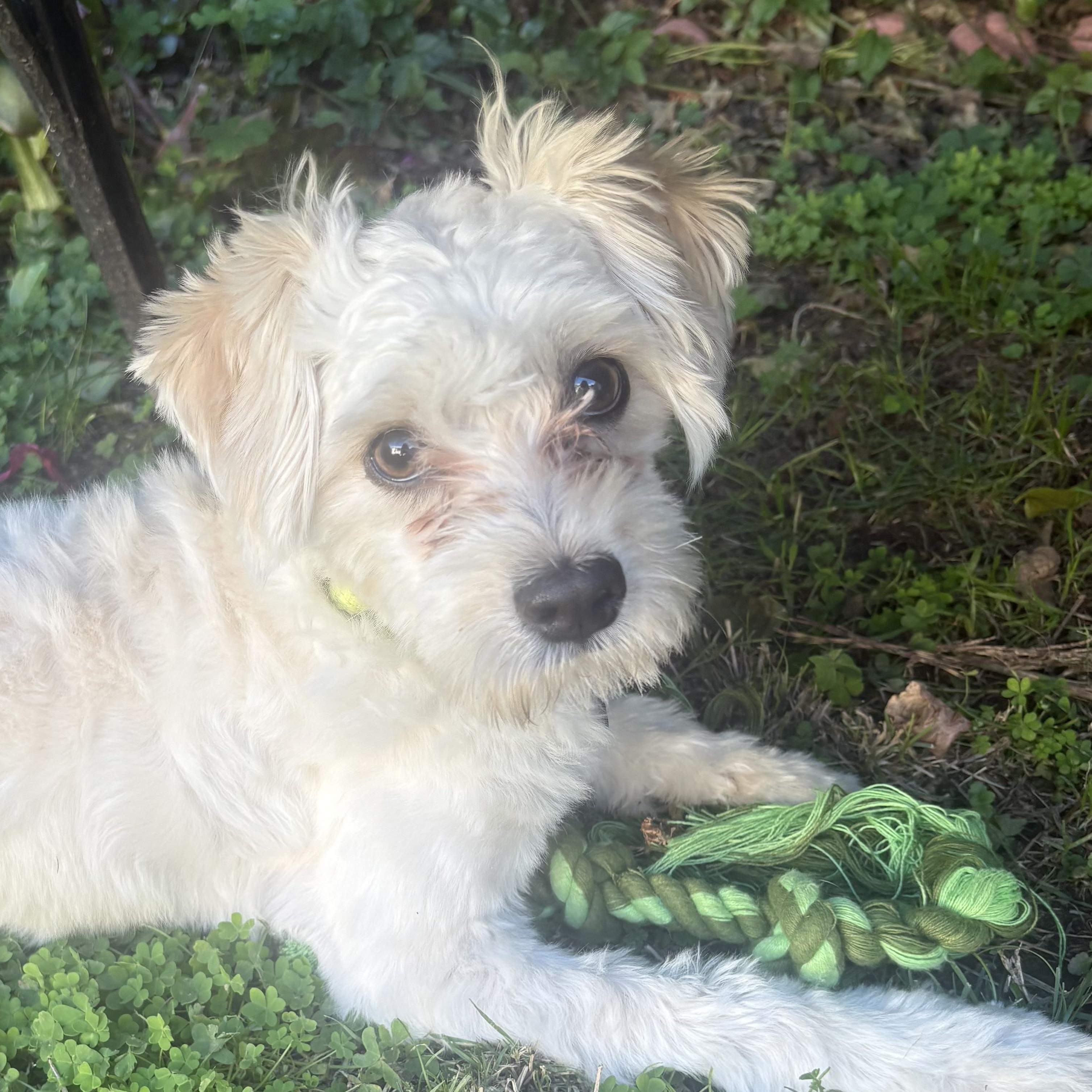 Enlarge Ollie, a ADOPTABLE mixed breed in Santa Barbara, CA image 3/5