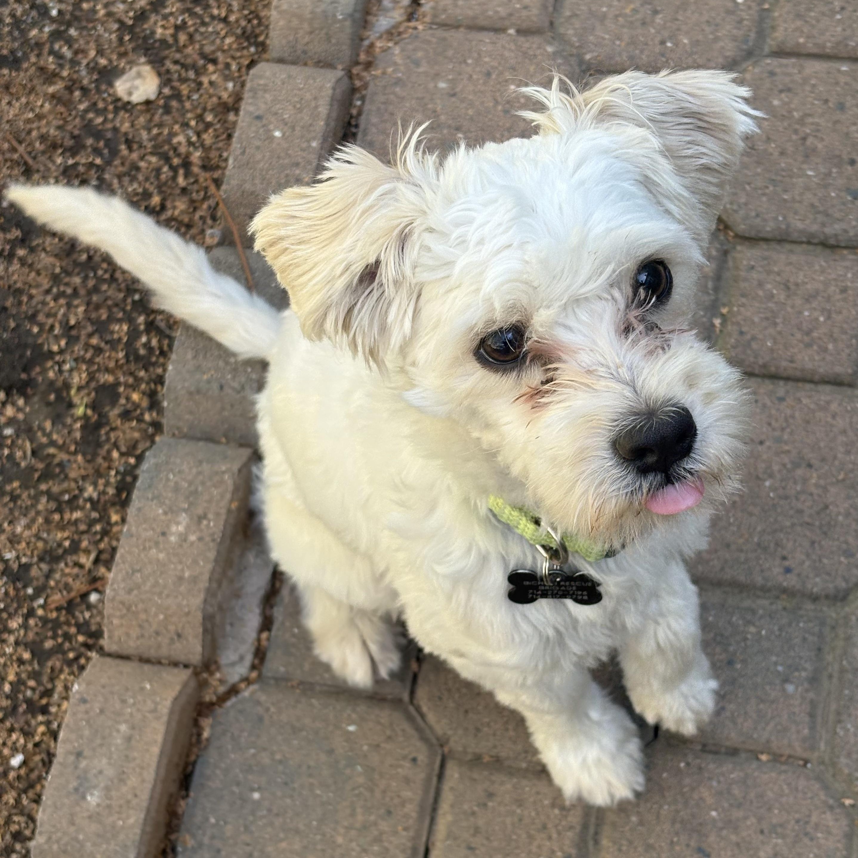 Enlarge Ollie, a ADOPTABLE mixed breed in Santa Barbara, CA image 2/5