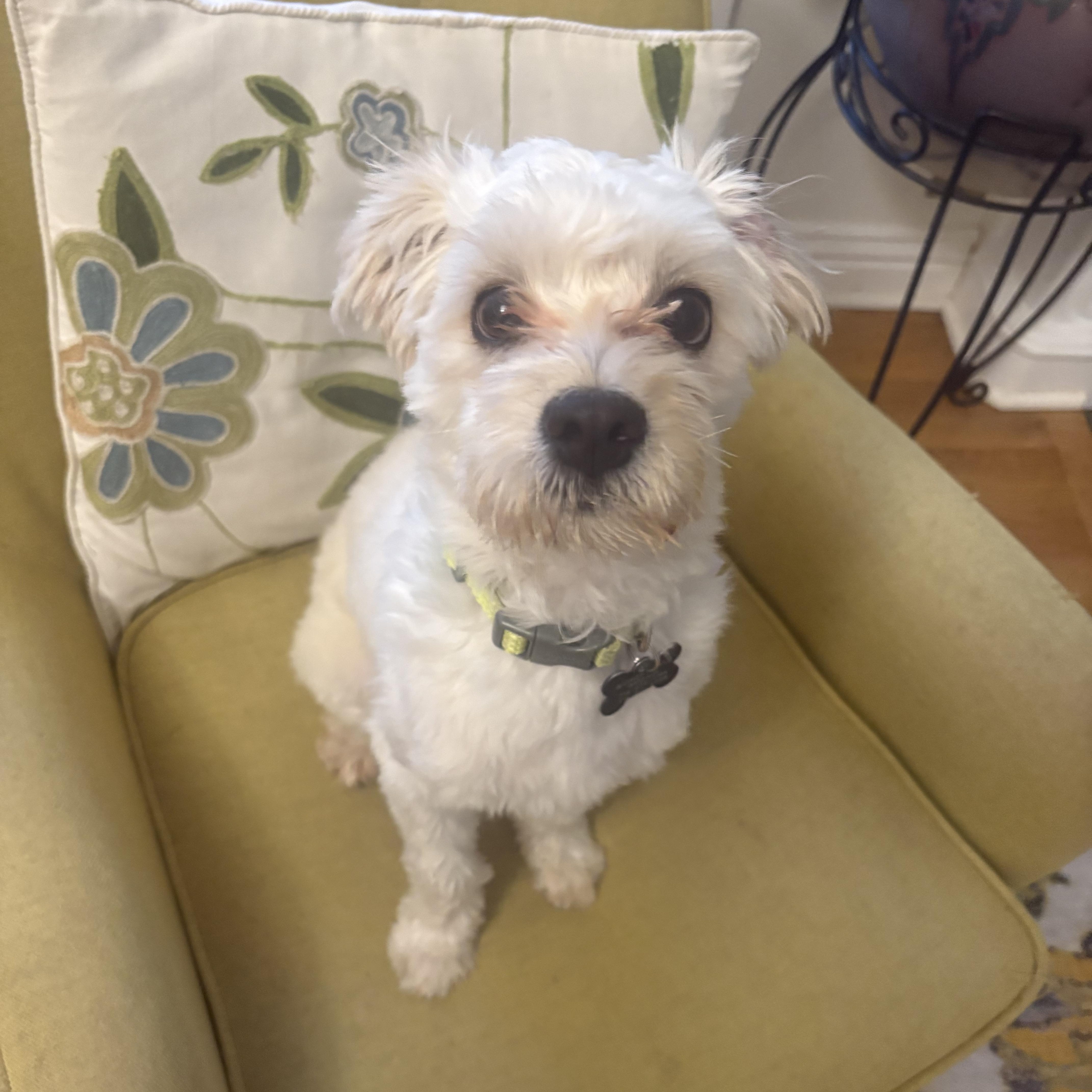 Enlarge Ollie, a ADOPTABLE mixed breed in Santa Barbara, CA image 4/5