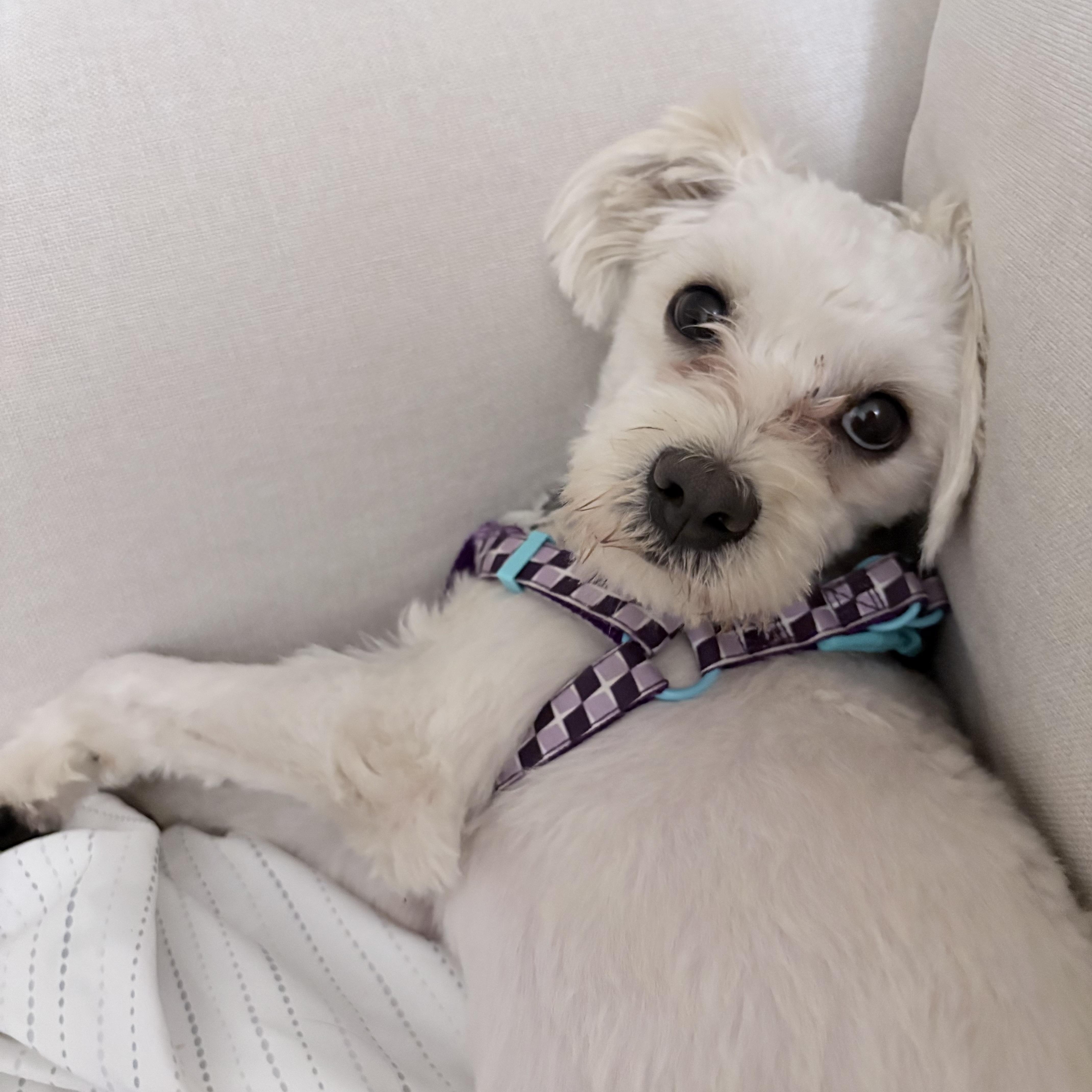 Enlarge Ollie, a ADOPTABLE mixed breed in Santa Barbara, CA image 1/5