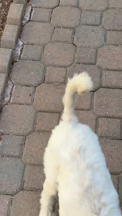 Enlarge Ollie, a ADOPTABLE mixed breed in Santa Barbara, CA video 5/5