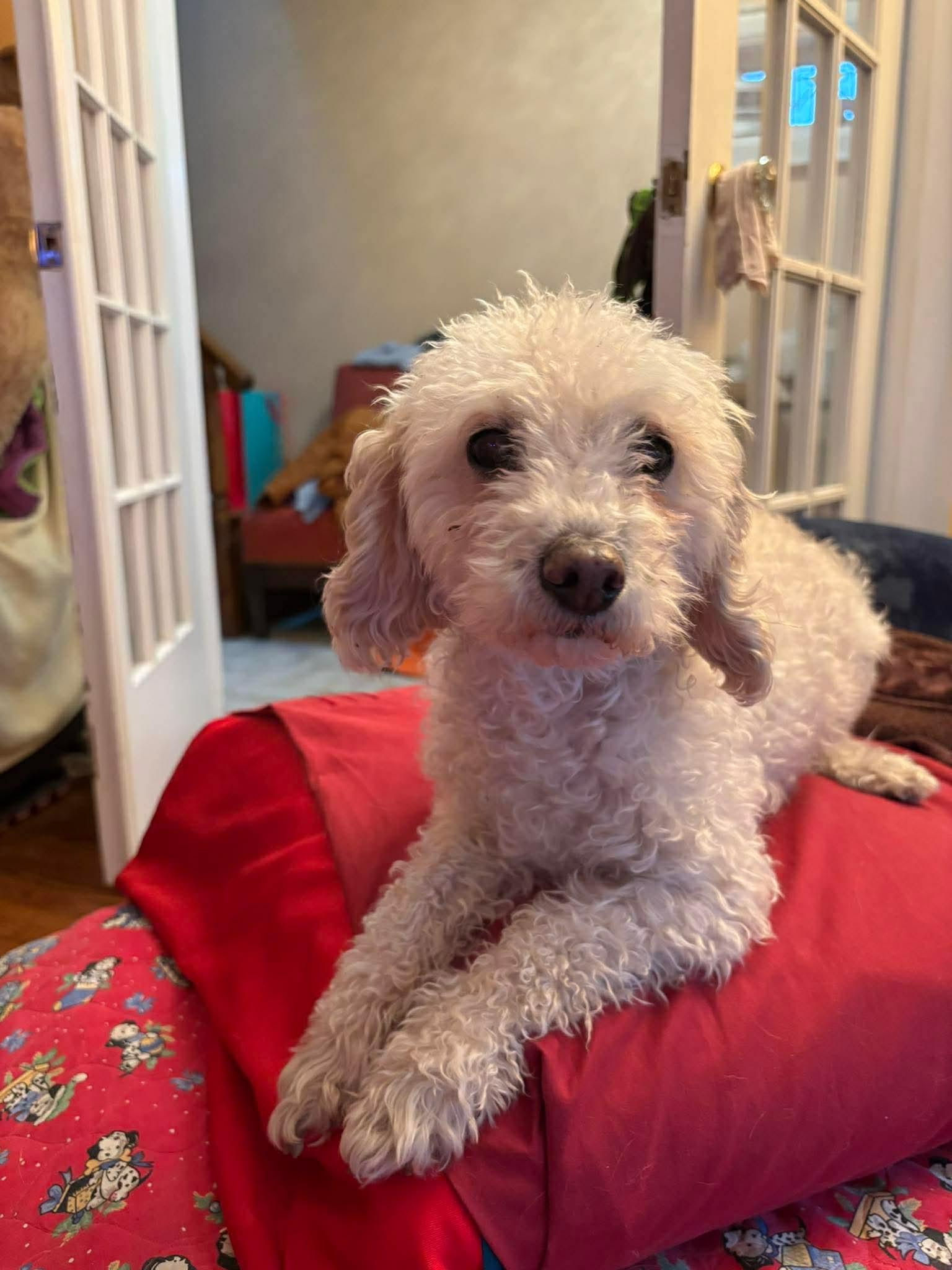 Enlarge Annie, a ADOPTABLE Poodle in Scarborough, ON image 6/6
