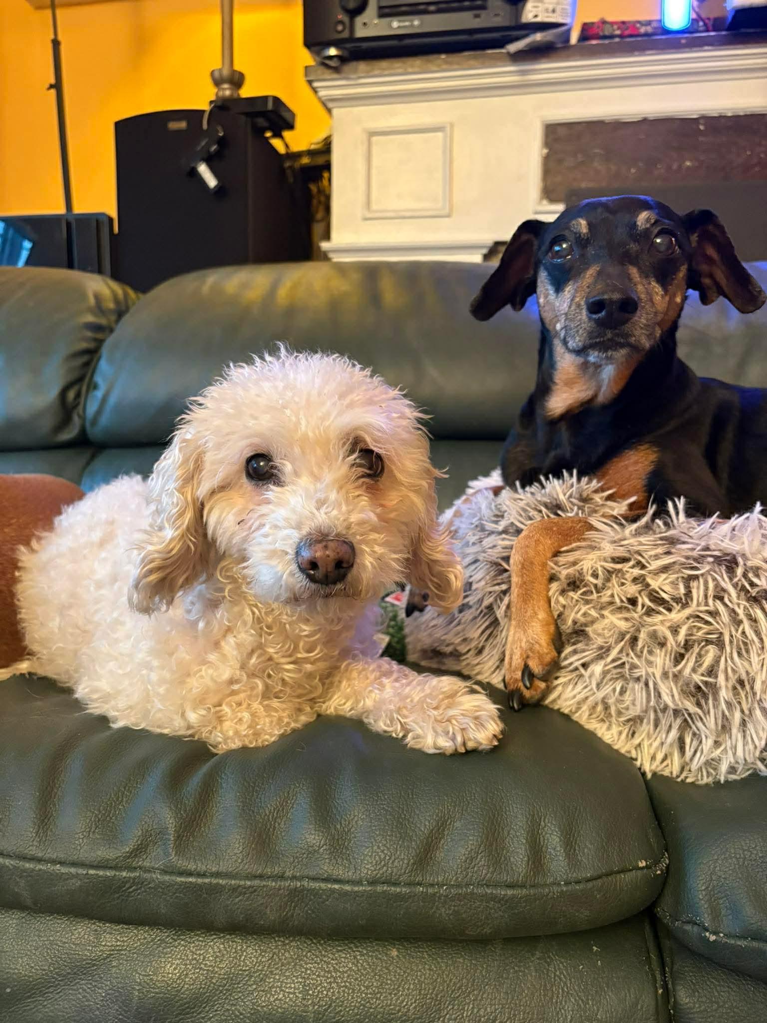 Enlarge Annie, a ADOPTABLE Poodle in Scarborough, ON image 3/6