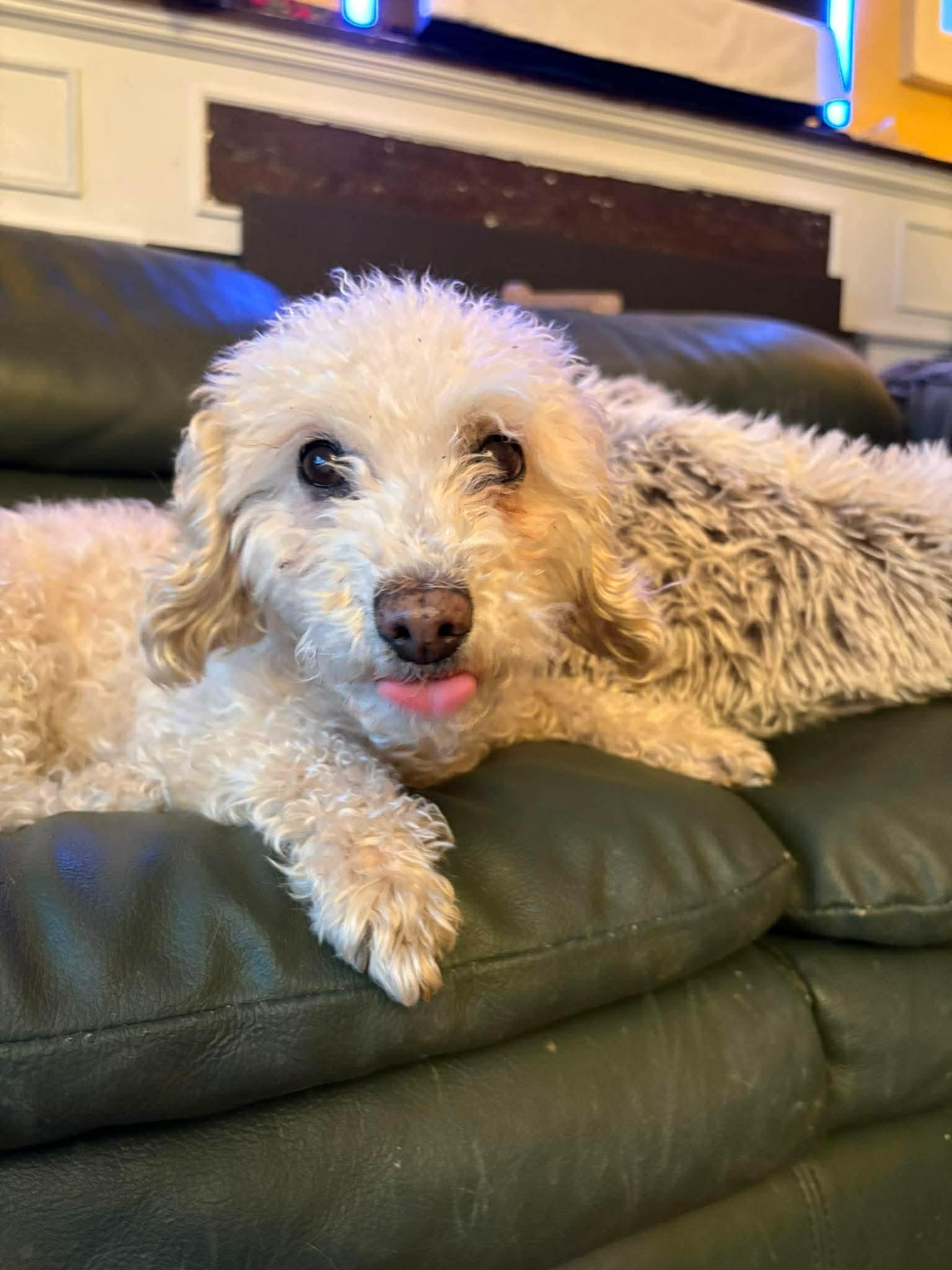Enlarge Annie, a ADOPTABLE Poodle in Scarborough, ON image 5/6