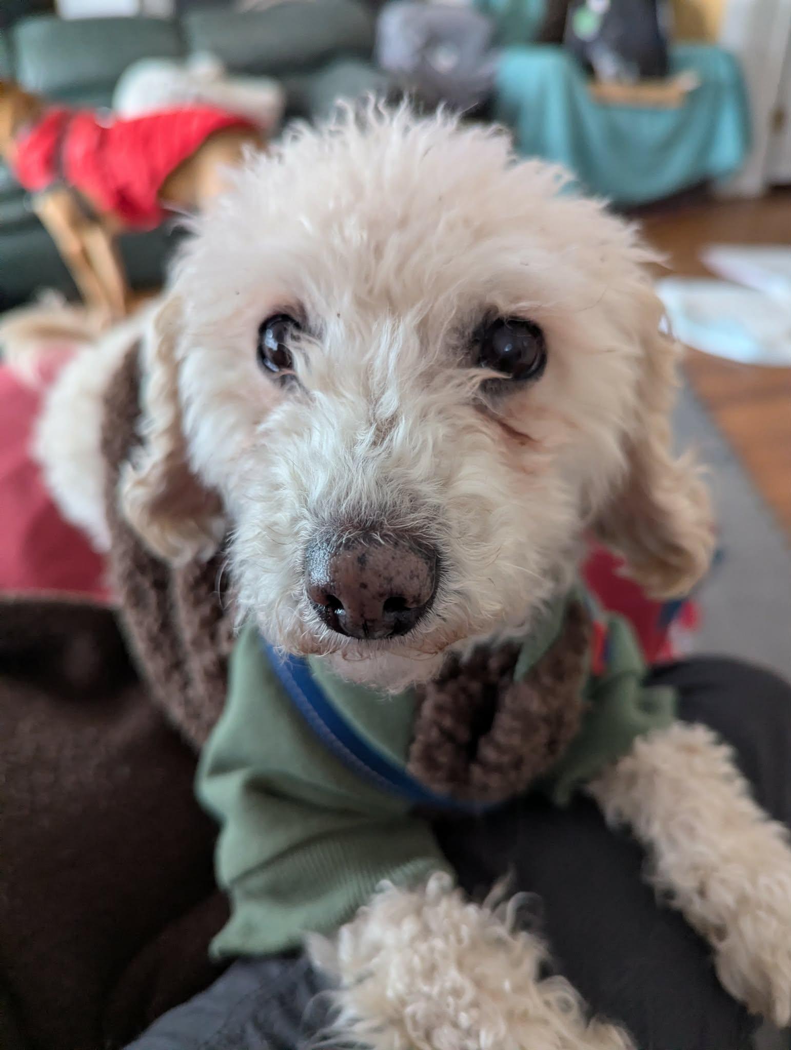 Annie, ADOPTABLE, Senior Female Poodle.