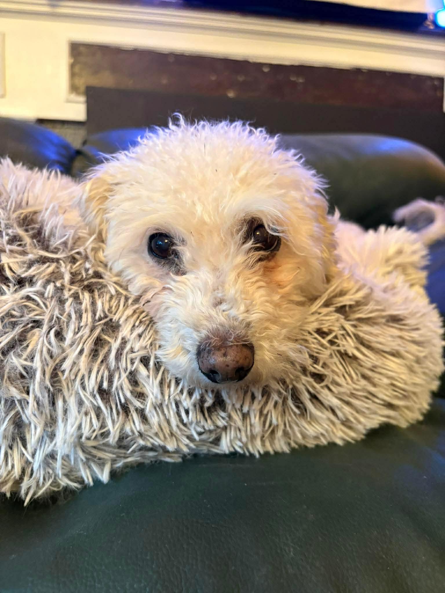 Enlarge Annie, a ADOPTABLE Poodle in Scarborough, ON image 4/6