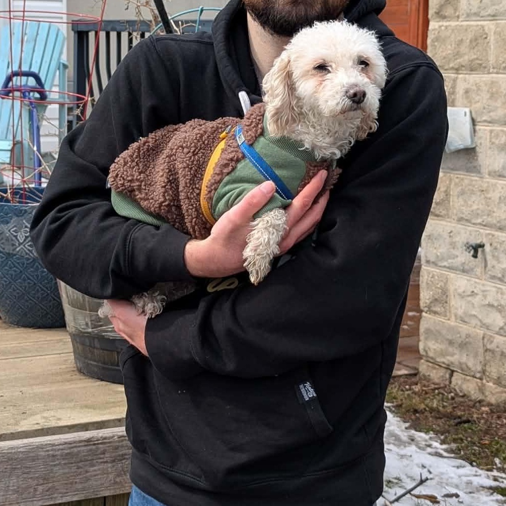 Enlarge Annie, a ADOPTABLE Poodle in Scarborough, ON image 2/6