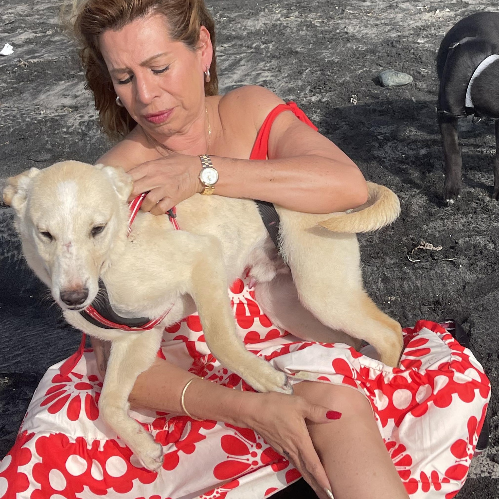 NAILO 6 months 28 pounds, ADOPTABLE, Puppy Male Husky & Yellow Labrador Retriever.