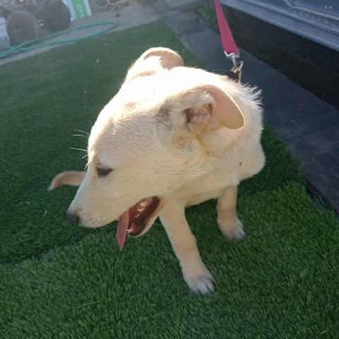 Enlarge NAILO 6 months 22 pounds, a ADOPTABLE mixed breed in san diego, CA image 5/6