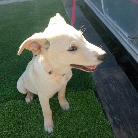 Enlarge NAILO 6 months 22 pounds, a ADOPTABLE mixed breed in san diego, CA image 2/6