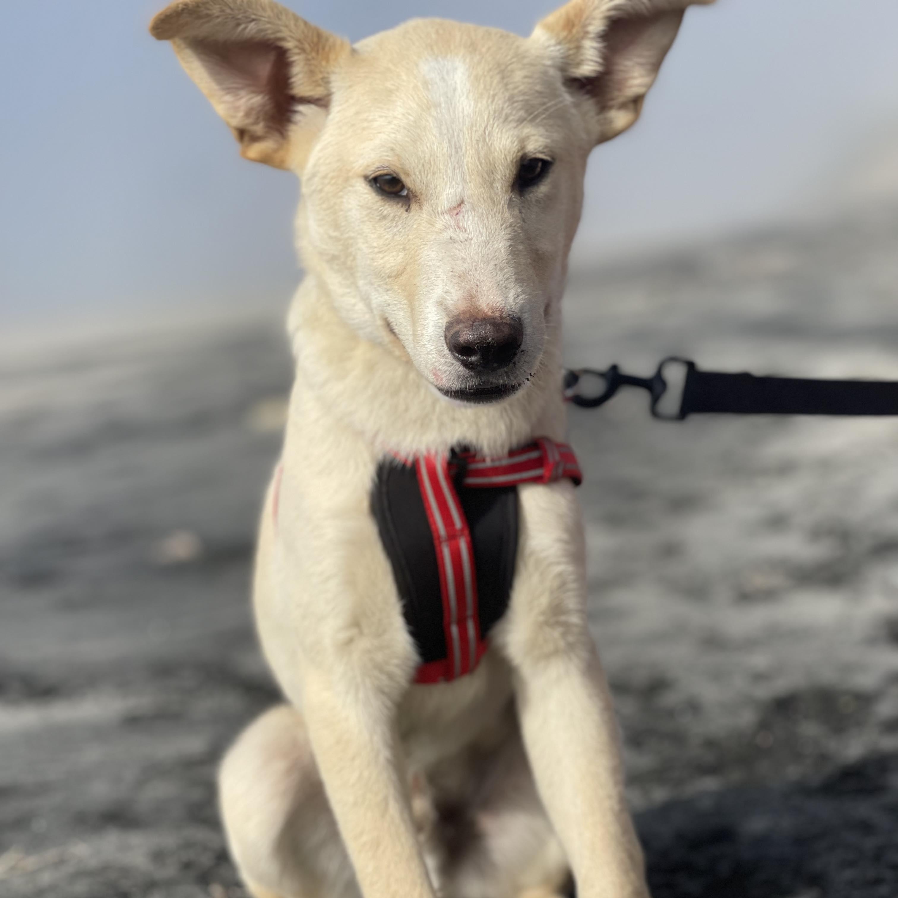 NAILO 6 months 28 pounds, ADOPTABLE, Puppy Male Labrador Retriever & Husky.