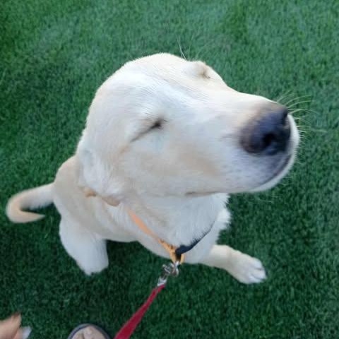 Enlarge NAILO 6 months 22 pounds, a ADOPTABLE mixed breed in san diego, CA image 6/6