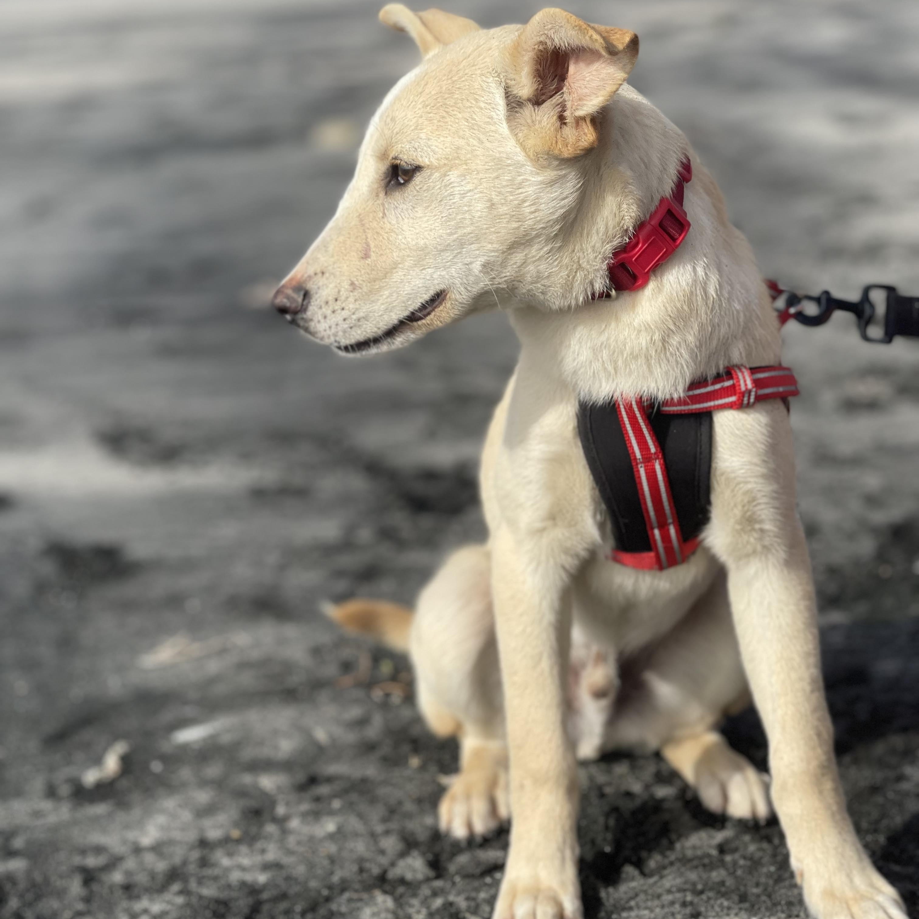 Enlarge NAILO 6 months 28 pounds, a ADOPTABLE mixed breed in Aliso Viejo, CA image 3/6