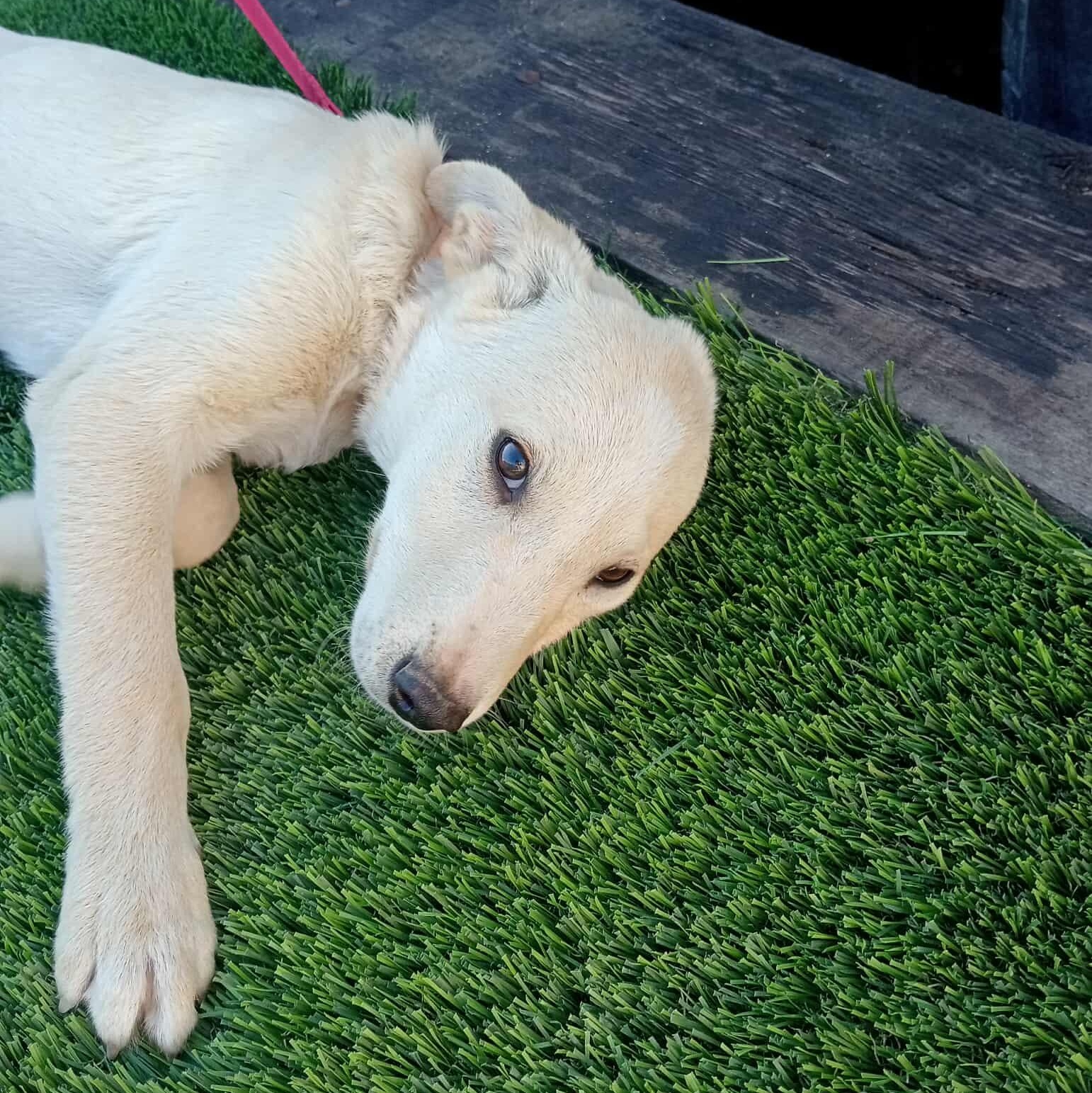 Enlarge NAILO 6 months 28 pounds, a ADOPTABLE mixed breed in Aliso Viejo, CA image 6/6