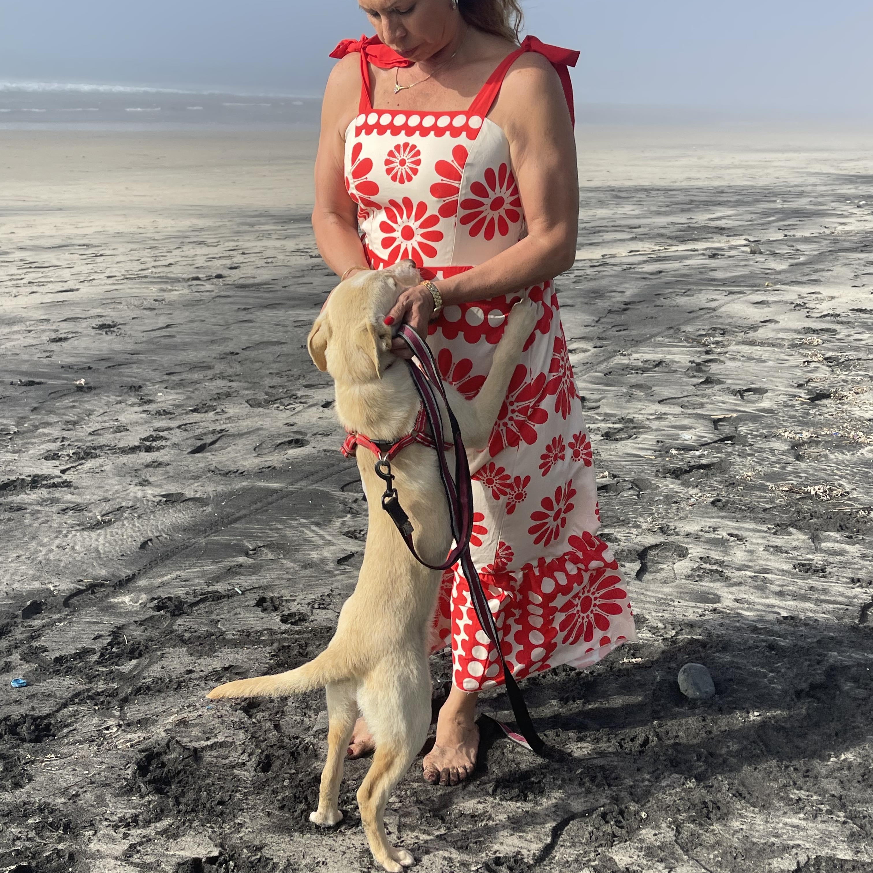 Enlarge NAILO 6 months 28 pounds, a ADOPTABLE mixed breed in Aliso Viejo, CA image 4/6