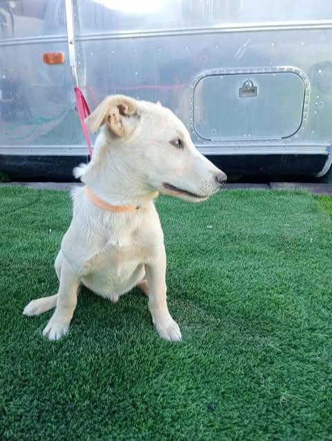 Enlarge NAILO 6 months 22 pounds, a ADOPTABLE mixed breed in san diego, CA image 4/6