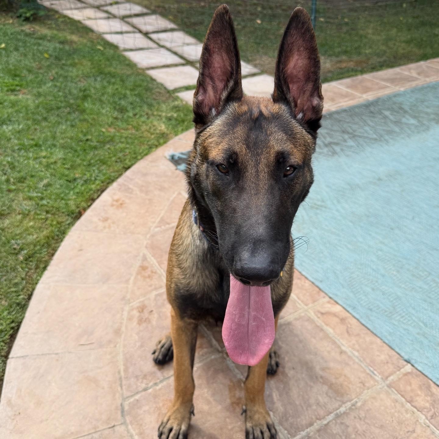 Enlarge Lobo, a Adoptable mixed breed in Burbank, CA image 2/6