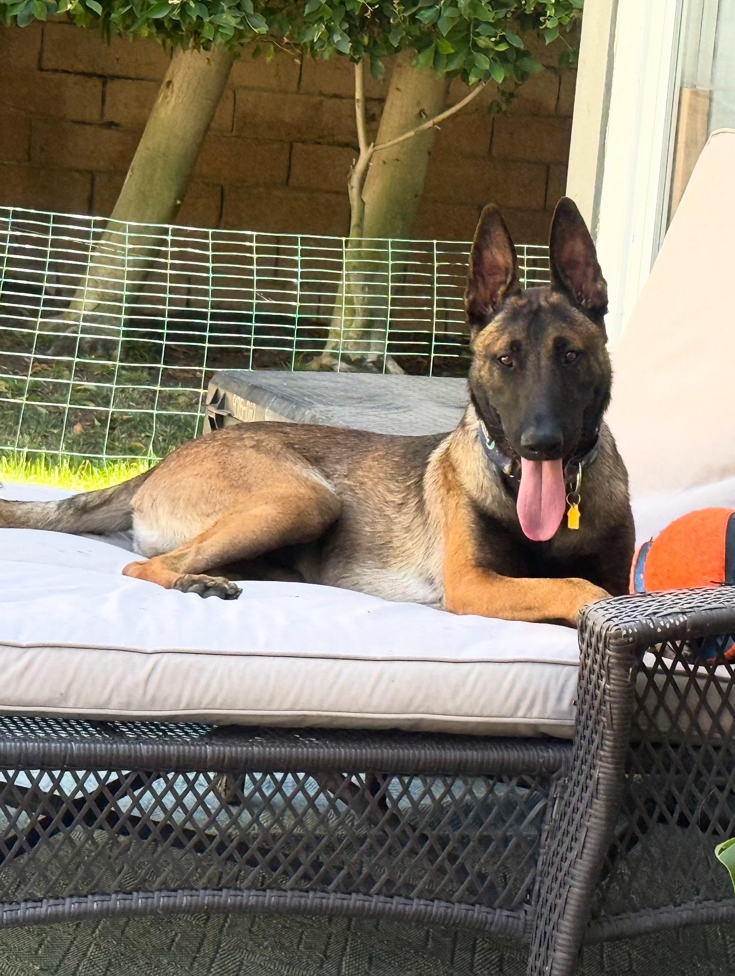 Enlarge Lobo, a Adoptable mixed breed in Burbank, CA image 1/6