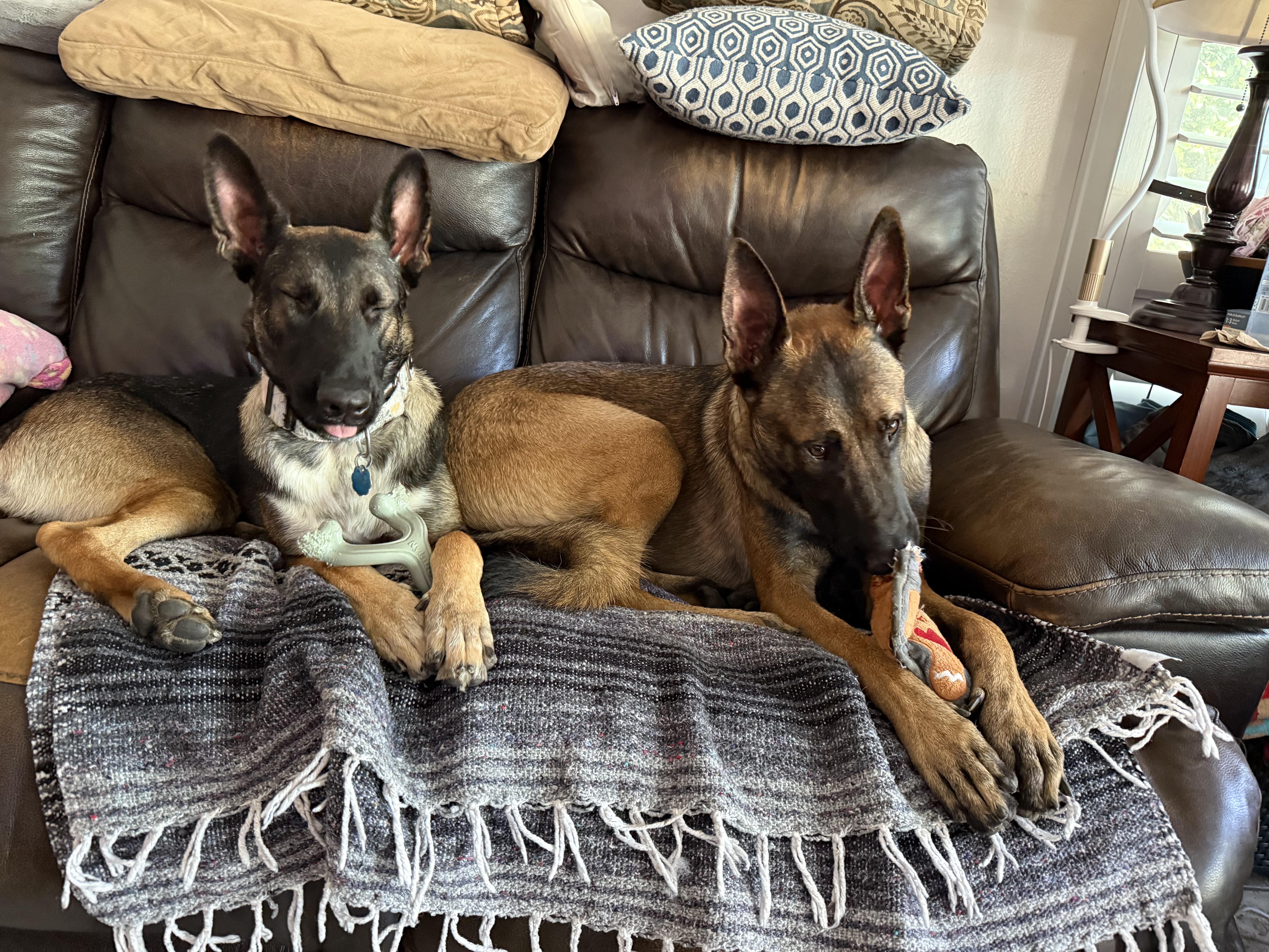 Enlarge Lobo, a Adoptable mixed breed in Burbank, CA image 3/6