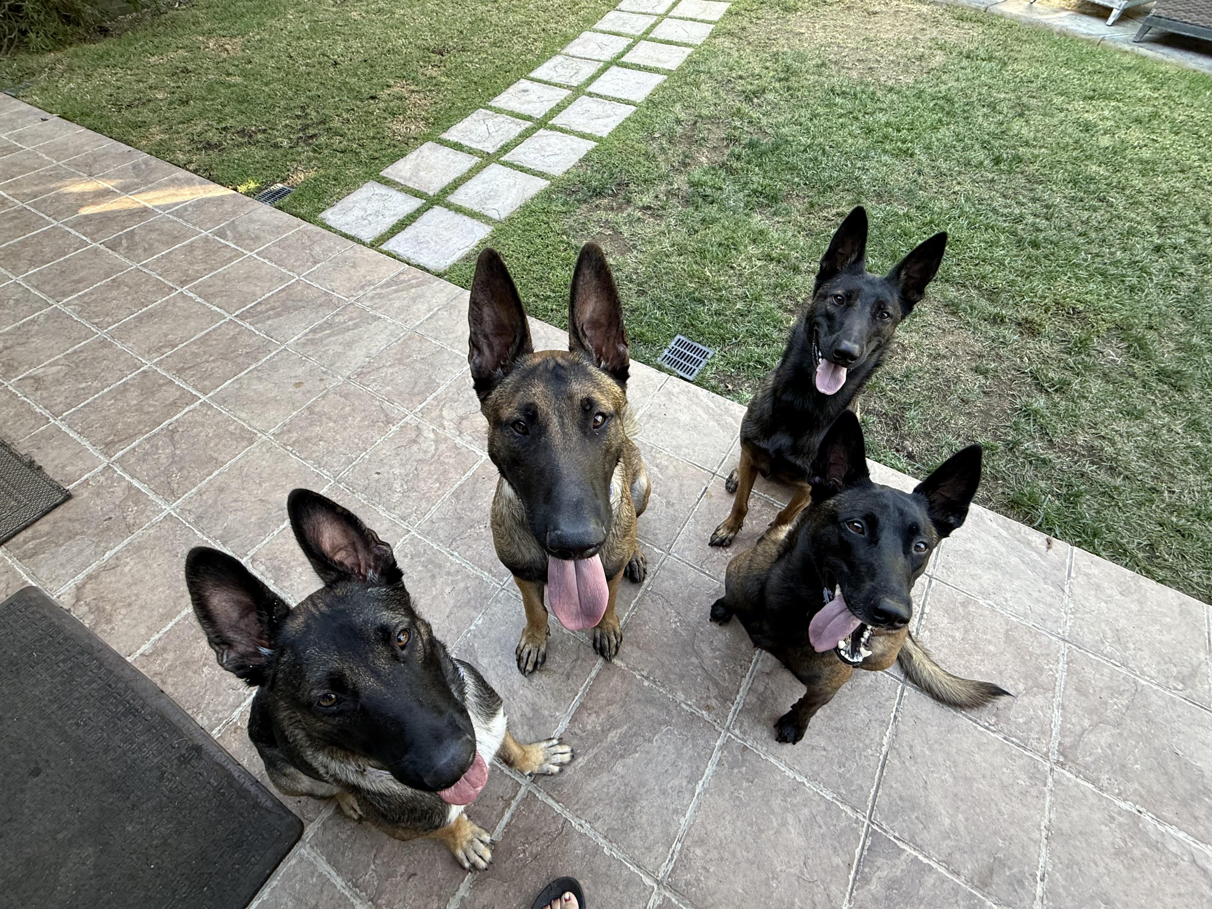 Enlarge Lobo, a Adoptable mixed breed in Burbank, CA image 4/6