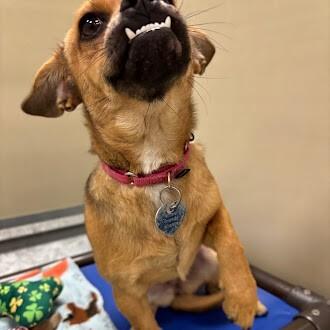 Bufanda, Adoptable, Adult Female Chihuahua & Mixed Breed.