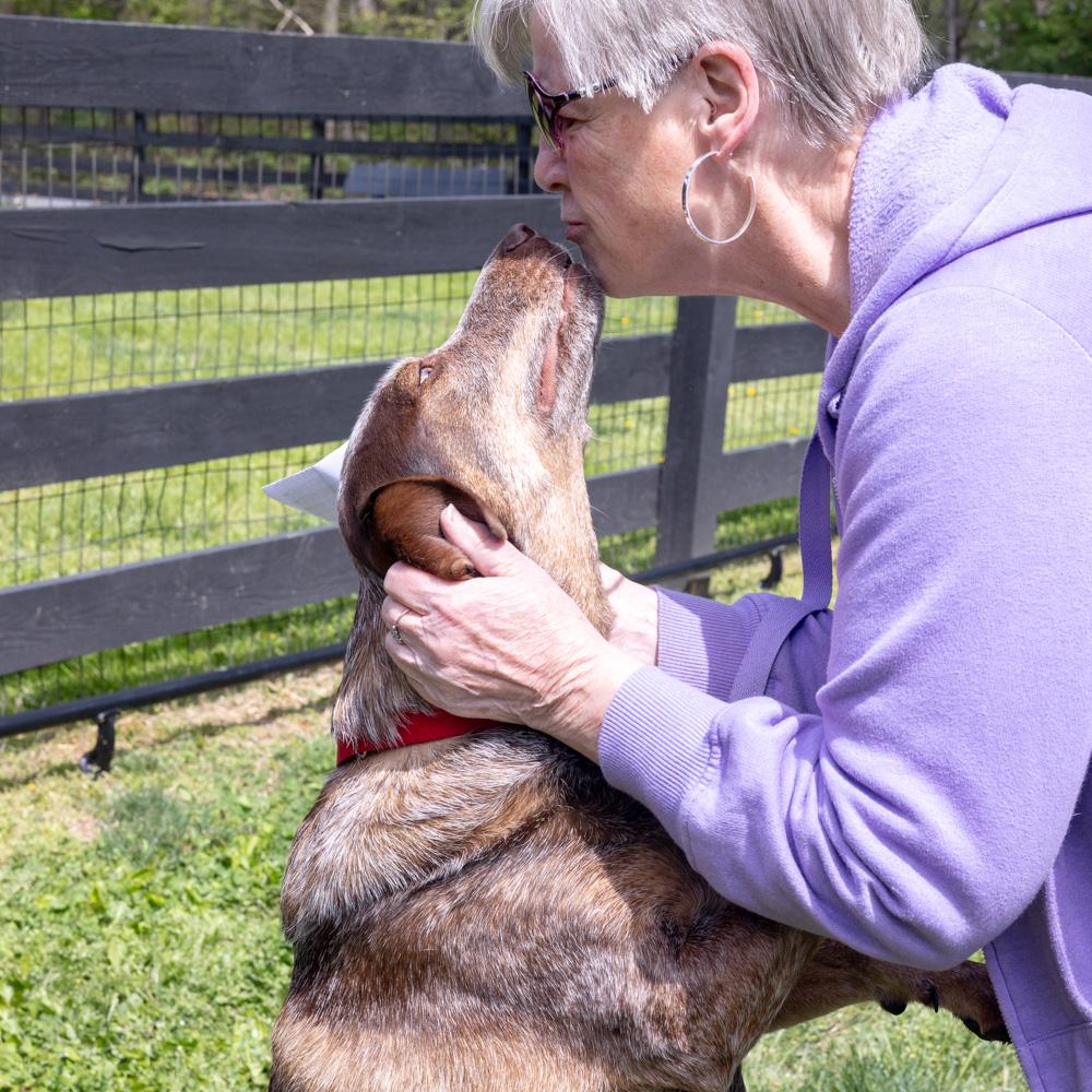Enlarge Major     Male    , a Adoptable mixed breed in West Grove, PA image 6/6