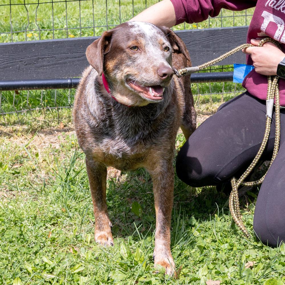Enlarge Major     Male    , a Adoptable mixed breed in West Grove, PA image 3/6