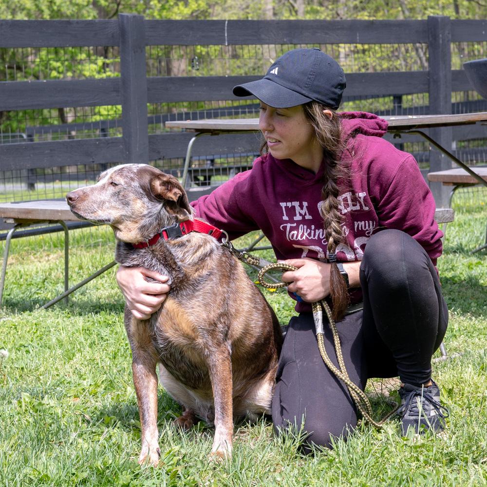 Enlarge Major     Male    , a Adoptable mixed breed in West Grove, PA image 4/6