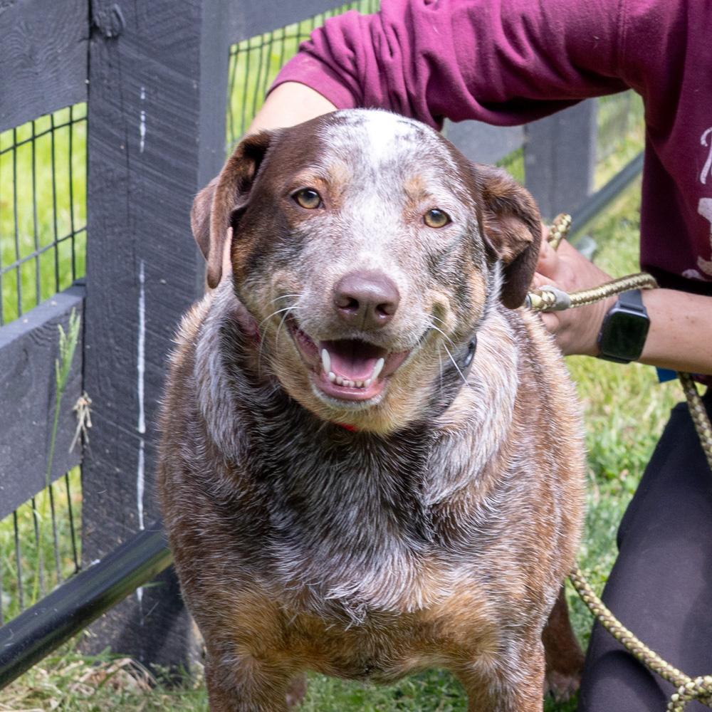 Major Male , Adoptable, Young Male Cattle Dog.