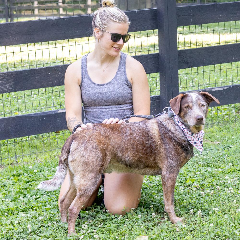 Major ( Male), a Adoptable mixed breed in West Grove, PA image 5/6
