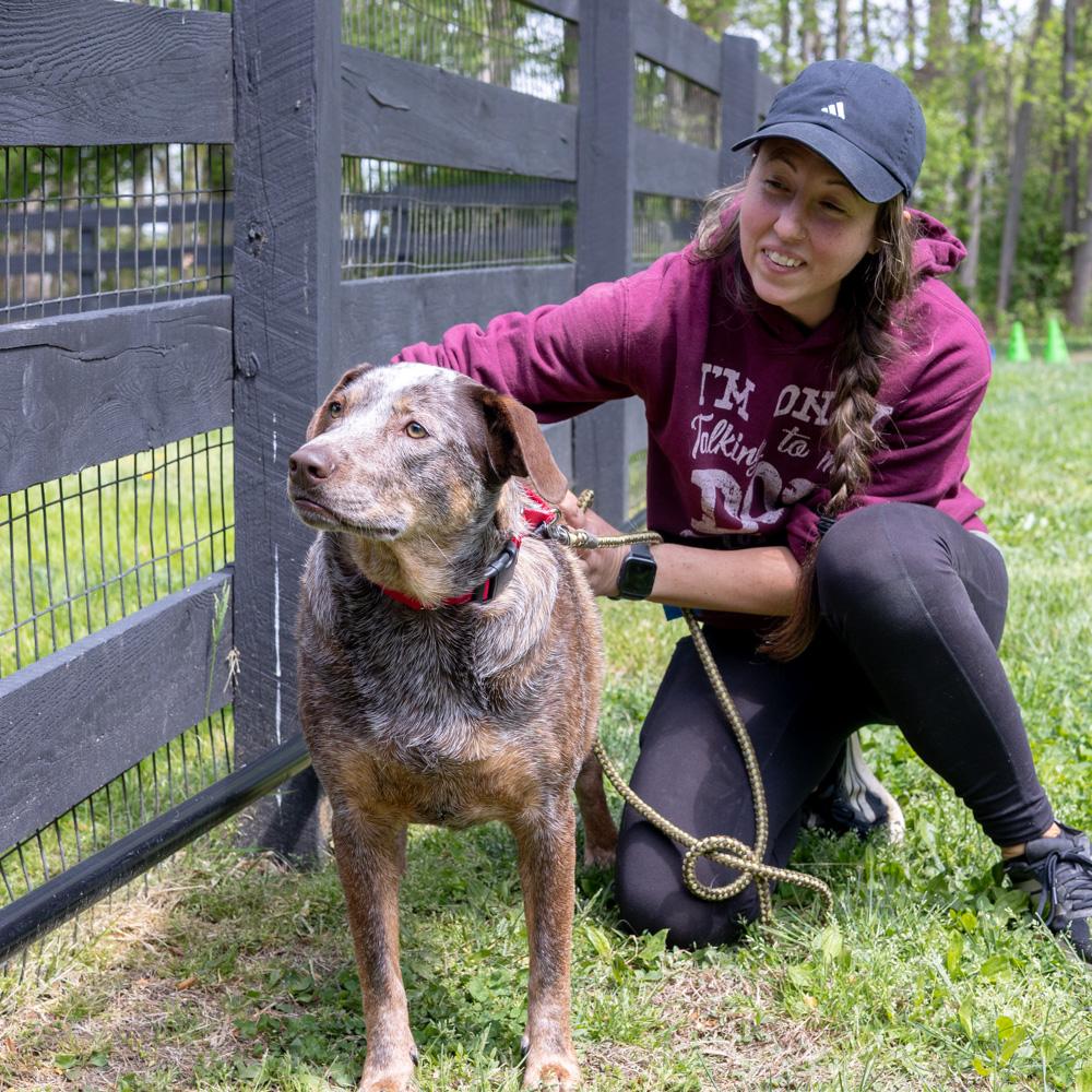 Enlarge Major     Male    , a Adoptable mixed breed in West Grove, PA image 2/6