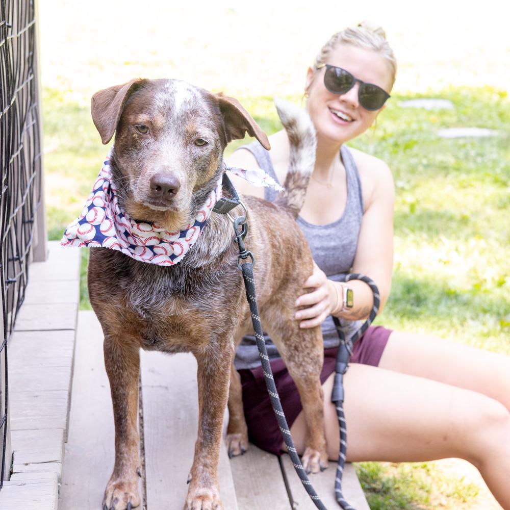 Major ( Male), Adoptable, Young Male Labrador Retriever & Cattle Dog.