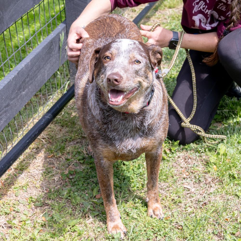 Enlarge Major     Male    , a Adoptable mixed breed in West Grove, PA image 5/6