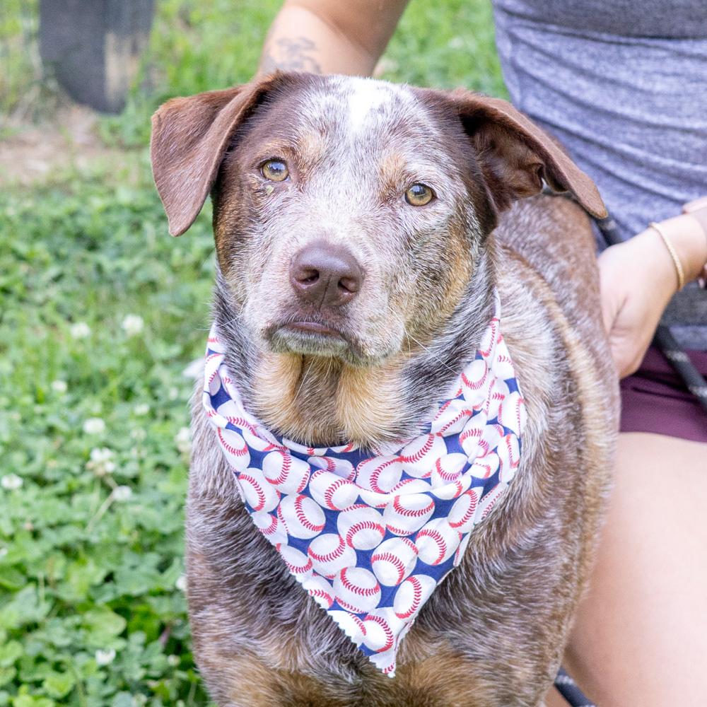 Major ( Male), Adoptable, Young Male Labrador Retriever & Cattle Dog.