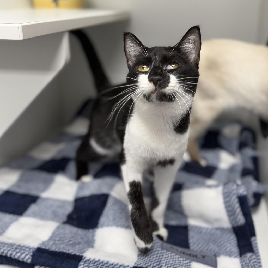 Enlarge Pong, a Adoptable Domestic Short Hair in Port Richey, FL image 1/6