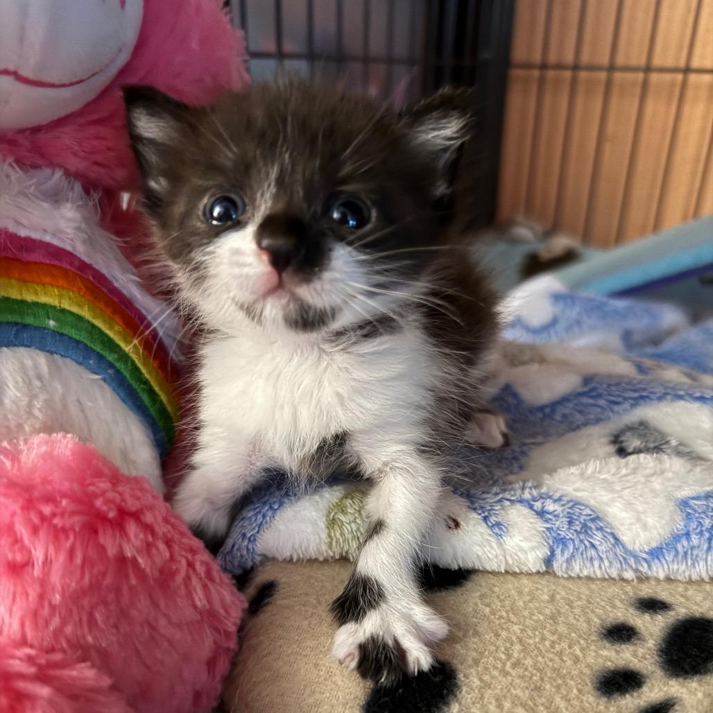 Enlarge Pong, a Adoptable Domestic Short Hair in Port Richey, FL image 2/6