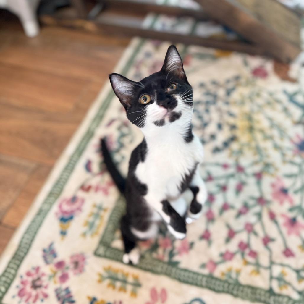 Enlarge Pong, a Adoptable Domestic Short Hair in Port Richey, FL image 3/6