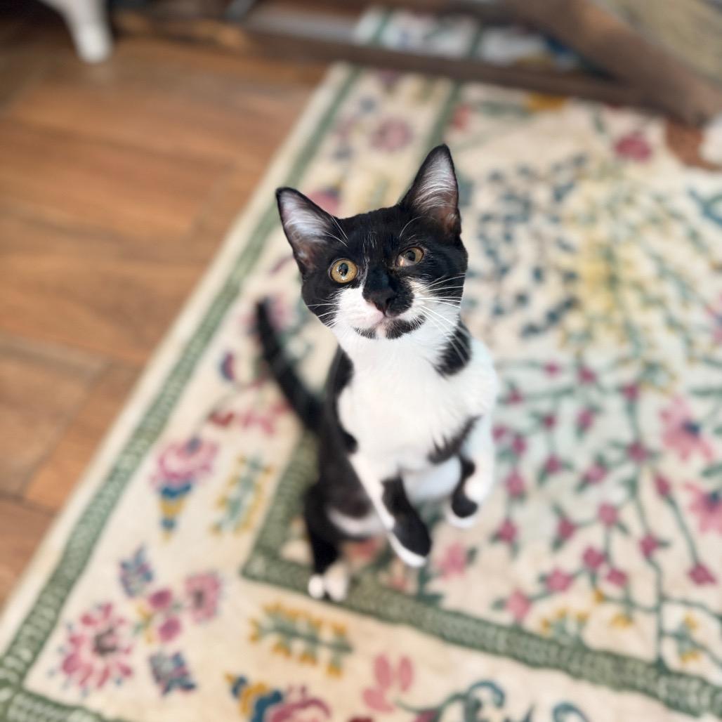 Enlarge Pong, a Adoptable Domestic Short Hair in Port Richey, FL image 4/6