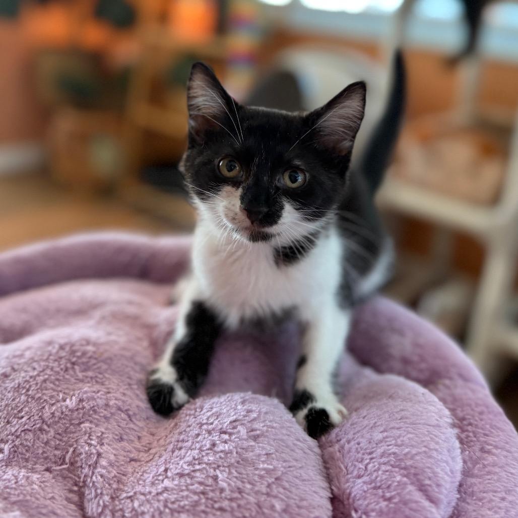 Enlarge Pong, a Adoptable Domestic Short Hair in Port Richey, FL image 5/6