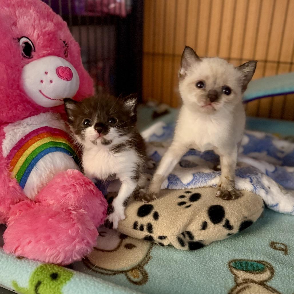 Enlarge Pong, a Adoptable Domestic Short Hair in Port Richey, FL image 6/6