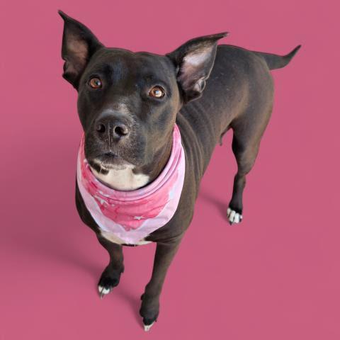 Enlarge Vikky -- URGENT!! LONGTIME RESIDENT!!, a Adoptable mixed breed in Thousand Oaks, CA image 1/1