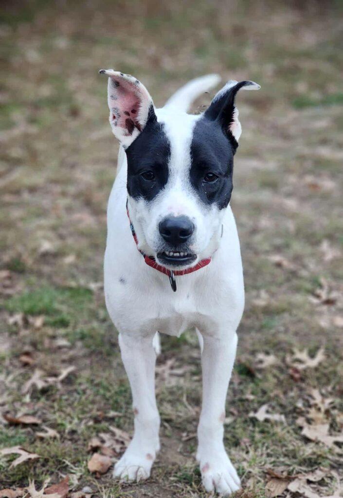 Petey