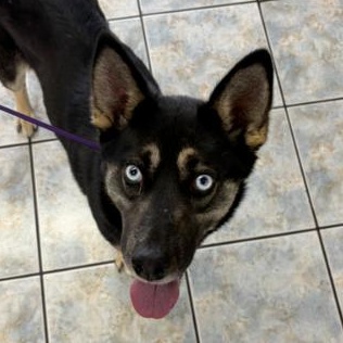 Skye, a ADOPTABLE mixed breed in Naperville, IL image 3/6