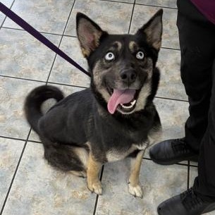 Skye, a ADOPTABLE mixed breed in Naperville, IL image 6/6