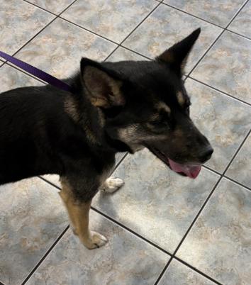Skye, a ADOPTABLE mixed breed in Naperville, IL image 5/6