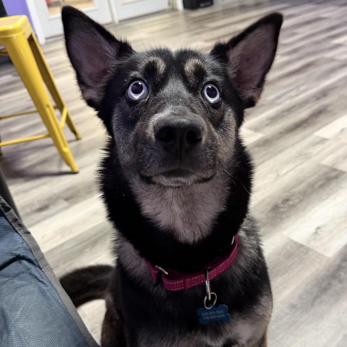 Skye, ADOPTABLE, Young Female Husky & German Shepherd Dog.