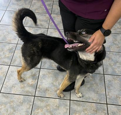 Skye, a ADOPTABLE mixed breed in Naperville, IL image 4/6