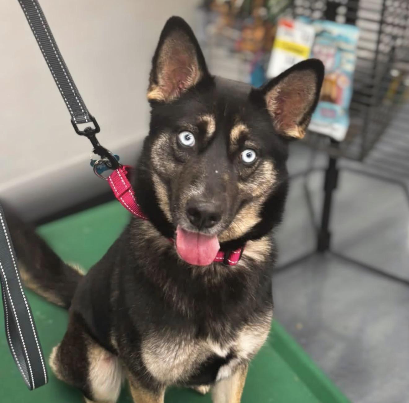 Skye, a ADOPTABLE mixed breed in Naperville, IL image 2/6